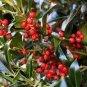 120 PCS Seeds Ilex vomitoria Yaupon Holly Tree