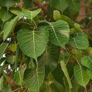 10 PCS Seeds Imported Bodhi Tree Religiosa Potted Garden Moraceae Perennial 10 PCS Seeds Imported Bodhi Tree Religiosa Potted Garden Moraceae Perennial