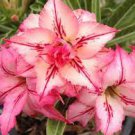 2 PCS Seeds imported 'Color Bell' Adenium Desert rose 2 PCS Seeds imported 'Color Bell' Adenium Desert rose
