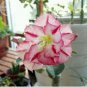 2 PCS Seeds imported 'Color Bell' Adenium Desert rose