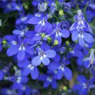 200 PCS Seeds Imported Lobelia Flowers Blooming Covering Flore Outdoor