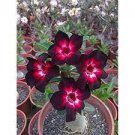 50 PCS Seeds Imported 'Widtge' Black Hot Fire Adenium Dedert Rose