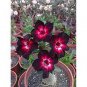 50 PCS Seeds Imported 'Widtge' Black Hot Fire Adenium Dedert Rose