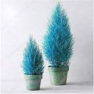 50 PCS Seeds Italian Rare Dark Blue Cypress Tree