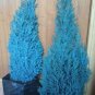 50 PCS Seeds Italian Rare Dark Blue Cypress Tree