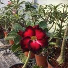50 PCS Seeds Imported 'Widtge' Black Hot Fire Adenium Dedert Rose