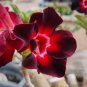 50 PCS Seeds Imported 'Widtge' Black Hot Fire Adenium Dedert Rose