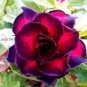 50 PCS Seeds Imported 'Widtge' Black Hot Fire Adenium Dedert Rose