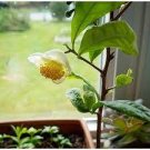 100 PCS Seeds Japanese Green Tea