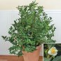 100 PCS Seeds Japanese Green Tea