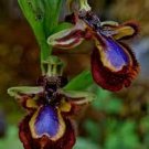 100 PCS Seeds Japanese Plant Orchid Bonsai Flores World's Rare Orchid Species Flowers 100 PCS Seeds Japanese Plant Orchid Bonsai Flores World's Rare Orchid Species Flowers