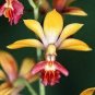 100 PCS Seeds Japanese Plant Orchid Bonsai Flores World's Rare Orchid Species Flowers