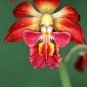 100 PCS Seeds Japanese Plant Orchid Bonsai Flores World's Rare Orchid Species Flowers
