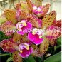 100 PCS Seeds Japanese Plant Orchid Bonsai Flores World's Rare Orchid Species Flowers