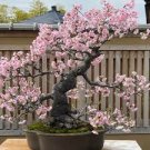 50 PCS Seeds Japanese Rare Rotundifolia Sen Nanyang Tree Bonsai