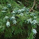 120 PCS Seeds Juniperus Chinensis Tree Semente Plant Chinese Dragon Arborvitae