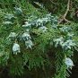 120 PCS Seeds Juniperus Chinensis Tree Semente Plant Chinese Dragon Arborvitae