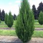 120 PCS Seeds Juniperus Chinensis Tree Semente Plant Chinese Dragon Arborvitae
