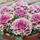 30 PCS Seeds Kale Brassica Oleracea Ornamental Cabbage 30 PCS Seeds Kale Brassica Oleracea Ornamental Cabbage