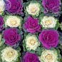 30 PCS Seeds Kale Brassica Oleracea Ornamental Cabbage