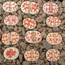 100 PCS Seeds karasmontana 'Top Red' Succulents Garden Plants