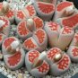 100 PCS Seeds karasmontana 'Top Red' Succulents Garden Plants