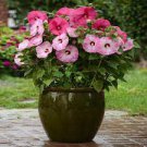 100 PCS Seeds Kasuki Seed Flower Flores Exotic Indoor Seed Lavendar Geranium Rosa 100 PCS Seeds Kasuki Seed Flower Flores Exotic Indoor Seed Lavendar Geranium Rosa