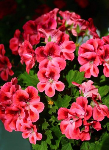 50 PCS Seeds Kasuki Seeds Colorful Geranium Seed Beautiful Garden Flower