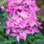 50 PCS Seeds Kasuki Seeds Colorful Geranium Seed Beautiful Garden Flower