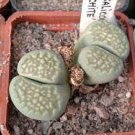 100 PCS Seeds L. julii ssp fulleri cv fullergreen C56A salicola 'malachite' C56A Combination 100 PCS Seeds L. julii ssp fulleri cv fullergreen C56A salicola 'malachite' C56A Combination