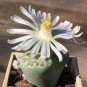 100 PCS Seeds L. julii ssp fulleri cv fullergreen C56A salicola 'malachite' C56A Combination