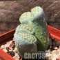 100 PCS Seeds L. julii ssp fulleri cv fullergreen C56A salicola 'malachite' C56A Combination