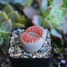 100 PCS Seeds L. karasmontana C369B Succulents Garden Plants 100 PCS Seeds L. karasmontana C369B Succulents Garden Plants
