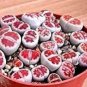 100 PCS Seeds L. karasmontana C369B Succulents Garden Plants