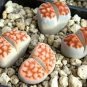 100 PCS Seeds L. karasmontana C369B Succulents Garden Plants