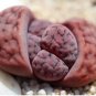 100 PCS Seeds L. karasmontana C369B Succulents Garden Plants