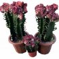100 PCS Seeds Lactea Bonsai