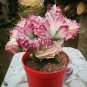 100 PCS Seeds Lactea Bonsai