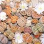 100 PCS Seeds L. pseudotruncatella C73 Succulents Garden Plants