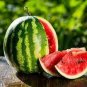 70 PCS Seeds Lanzhou P2 Big Green Watermelon