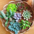 5 PCS Seeds Leucadendro Succulents Garden Plants