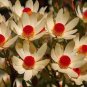 5 PCS Seeds Leucadendro Succulents Garden Plants