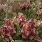5 PCS Seeds Leucadendro Succulents Garden Plants