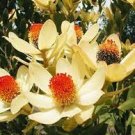 20 PCS Seeds Leucadendron Mix Seeds Garden Ornamental Plants 20 PCS Seeds Leucadendron Mix Seeds Garden Ornamental Plants