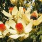 20 PCS Seeds Leucadendron Mix Seeds Garden Ornamental Plants