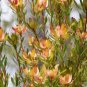 20 PCS Seeds Leucadendron Mix Seeds Garden Ornamental Plants