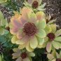 20 PCS Seeds Leucadendron Mix Seeds Garden Ornamental Plants