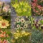 20 PCS Seeds Leucadendron Mix Seeds Garden Ornamental Plants