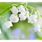 100 PCS Seeds Lily of The Valley Flower Bonsai, Bell Orchid Bonsai Plants 100 PCS Seeds Lily of The Valley Flower Bonsai, Bell Orchid Bonsai Plants