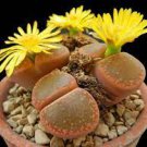 100 PCS Seeds LITHOPS aucampiae C298 Succulents Garden Plants
